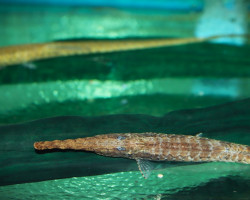 Farlowella Platorynchus Xl