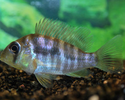 Gymnogeophagus Balzanii M