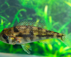 Geophagos Sp.Tapajos Orange Head S