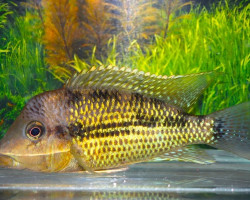 Geophagus Sp. Alto Sinu M