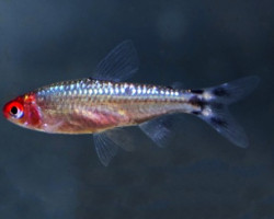 Hemigrammus Bleheri Diamond L