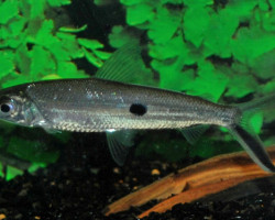 Hemiodus Argenteus M