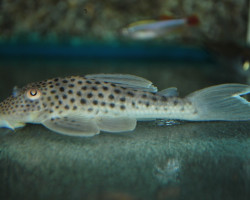 L141 Ancistomus Snethlageae M