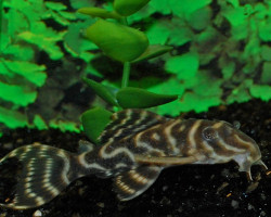 L340 Hypancistrus Sp.  M