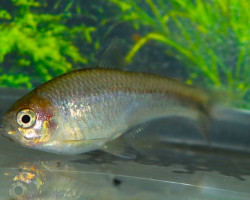 Lophiobrycon Weitzmani M