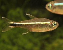 Hyphessobrycon Metae M