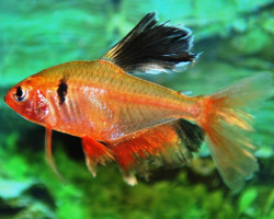 Hyphessobrycon Serpae Longfin M