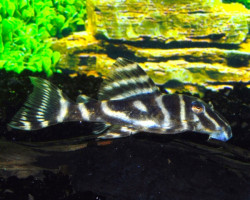 L129 Hypancistrus Debilittera  L