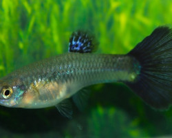 Guppy Blue Grass Female M