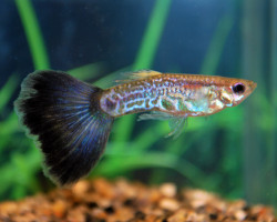 Guppy Snakeskin Purple M