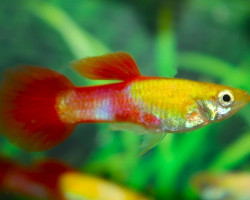 Guppy. Platinum Tuxedo Red Maschio M