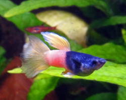 Guppy Pingu Maschio M