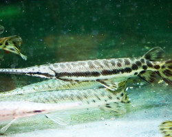 Lepisosteus Platyrhincus M