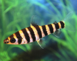 Leporinus Fasciatus L