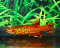 Aphyosemion Australe Gold S