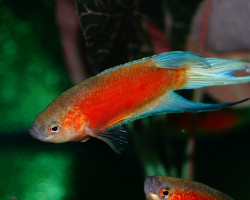 Macropodus Opercularis Blue Fin Red M