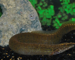 Mastacembelus Frenatus M/L