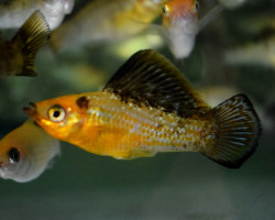 Poecilia Velifera Gold Marble S/M