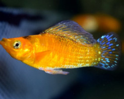 Mollie/Poecilia Velifera Neon Orange M