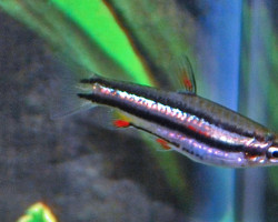 Nannostomus Marginatus L