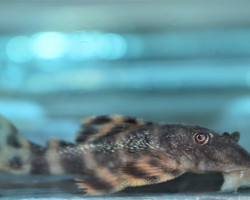 Panaqolus Sp. L206 M