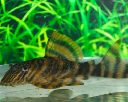 L374 Panaqolus Sp. S