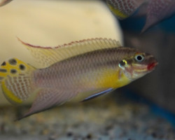 Pelvicachromis Kribensis Lobe M
