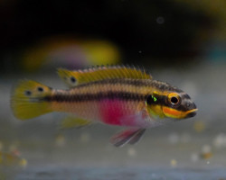 Pelvicachromis Kribensis Moliwe M