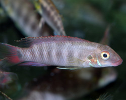 Wallaceochromis Rubrolabiatus M