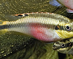 Pelvicachromis Pulcher M/L