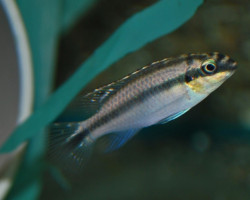 Pelv. Kribensis Bipindi M