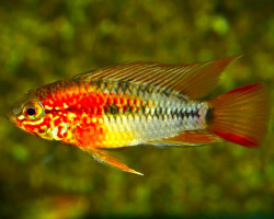 Apistogramma Macmasteri M