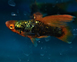 Platy Highfin Black Redtail  M