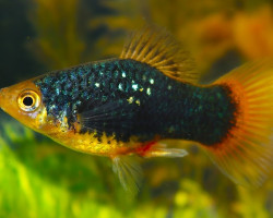 Platy Black Goldhead M