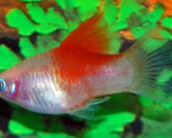 Platy White Redfin M
