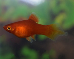 Platy Coral Red Penseel S/M