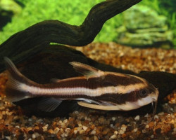 Platydoras Costatus S