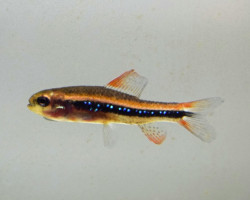 Poecilocharax Weitzmani M