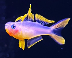 Pseudomugil Furcatus M