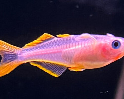 Pseudomugil Furcatus Blond M