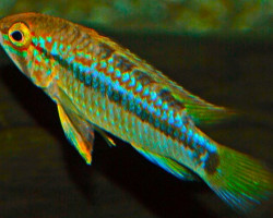 Apistogramma Ortegai Nanay L