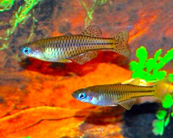 Pseudomugil Gertrudae M