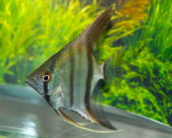 Pterophyllum Sc. Blank M