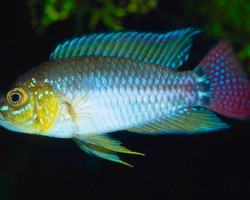 Apistogrammoides Pucallpaensis S