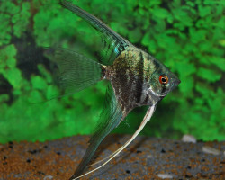 Pterophyllum Sc. Smokey Blue M