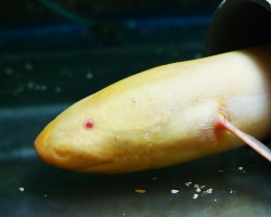 Protopterus Dolloi Albino 50Cm