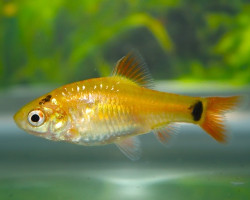 Puntius/Barbus Shuberti Neon M