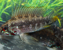 Apistogramma Personata M/L