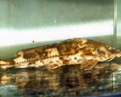 Rhinodoras Dorbignyi M