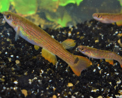 Anablepsoides Rectocaudatus  M